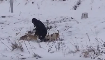 Po útoku svorky psov utratili. Zdá sa, že ani ich majiteľ sa trestu nevyhne