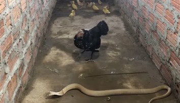 VIDEO: Sliepka v snahe ochrániť kuriatka si trúfla na kobru. Takúto odvahu nemá každý