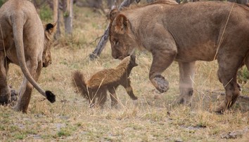 Váži iba 15 kíl, rešpekt pred ním majú aj levy. Najagresívnejší tvor Afriky má odstrašujúci arzenál zbraní