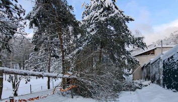 Košická zoo ostáva zatvorená. Sneh tam vyvrátil vyše 200 stromov