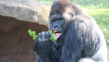Elvis žije a poriadne pribral. Fotografia gorilieho samca z pražskej ZOO sa stala virálnym hitom