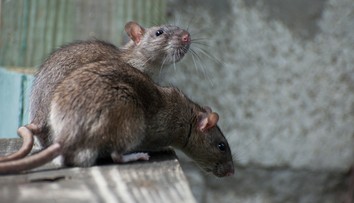 Šesťmesačného chlapca takmer zaživa zožrali potkany. Otec dostal 16 rokov väzenia