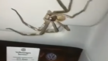 Rutinná cesta z práce sa zmenila na desivý zážitok. Vodička nad hlavou zbadala votrelca