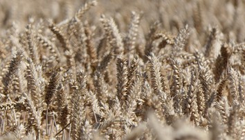 Rusko a Turecko dosiahli dohodu: Africkým krajinám v núdzi budú bezplatne dodávať obilie