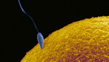 Vedci rozlúskli problém, ktorý považovali za neriešiteľný. Starnutie ženských vajíčok sa dá zvrátiť