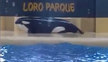 Ľudia nakrútili zúfalé správanie kosatky v zajatí. Podľa nich sa chcela zabiť