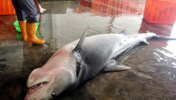 Rybári našli mŕtve žraloky. Toto im vytiahli z tiel