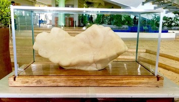 Rybár schovával pod posteľou obrovskú perlu. Vážila vyše 30 kilogramov