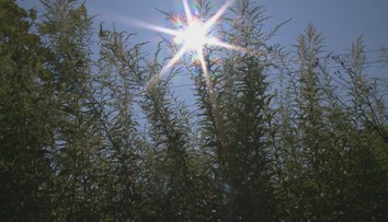 Šírenie inváznych nepôvodných druhov by mohlo byť trestným činom