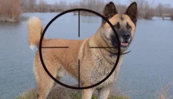 Psa mu zabili priamo pred očami. Po strelcovi už ide polícia