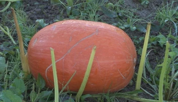 Na severovýchode Slovenska vypestovali gigantické tekvice, takmer s nimi nepohnú