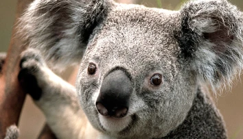 Koalám v Austrálii môže pre požiare hroziť vyhynutie