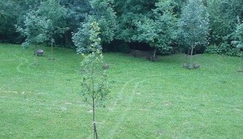 Divé svine terorizujú Žilinu: Vyčíňajú na sídliskách a v záhradách majú samoobsluhu