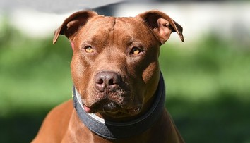 Pitbul zabil len šesťmesačné bábätko. Otec už čelí obvineniu