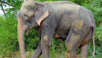 Nemeckú turistku udupali v Zimbabwe na smrť slony