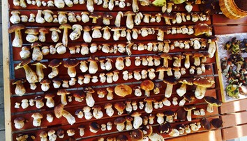 FOTKY OD VÁS: To sú ale mega úlovky. Z toľkých hríbov sa vám zatočí hlava