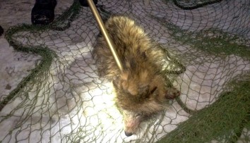 Myslela si, že zachraňuje psa. Na políciu priviezla niečo úplne iné