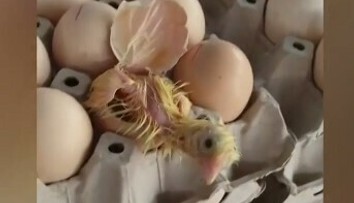 VIDEO: Majiteľka obchodu zostala v šoku. Na pulte sa z jedného z vajec vyliahlo kura