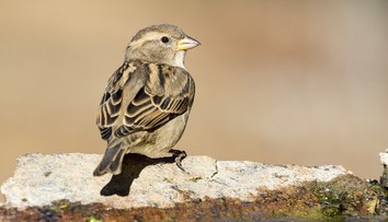 Čo sa stalo s vrabcami? Pomaly ale isto miznú zo Slovenska
