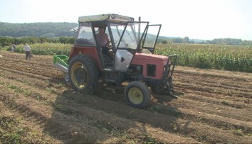 Na východe Slovenska otvorili samozber zemiakov. Ľudia ich tam kúpia za polovičnú cenu