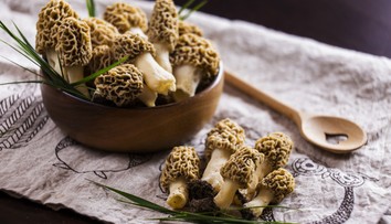 Francúzska delikatesa, ktorá rastie aj u nás v lesoch. Vyskúšajte úžasné recepty zo smrčkov