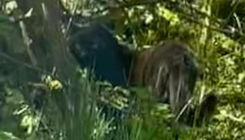 Žena na severe Čiech odfotila veľkú mačkovitú šelmu, úrady vyzvali ľudí, aby nechodili do lesov