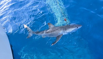 Neobvyklé momenty v Jadranskom mori. Najskôr tam ulovili žraloka, potom spozorovali veľrybu
