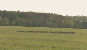 Ničí polia a ohrozuje vodičov. Štát pritvrdzuje v boji proti zveri
