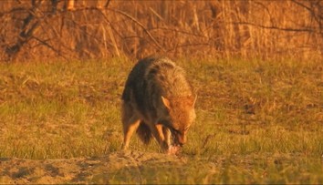Po Leviciach behal šakal, v meste ho stretli aj dve školáčky. Poľovník pred šelmou varuje
