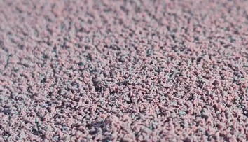 Slovák objavil tisíce zvláštnych „chrobákov“. Entomológ vysvetľuje, čo to v skutočnosti je