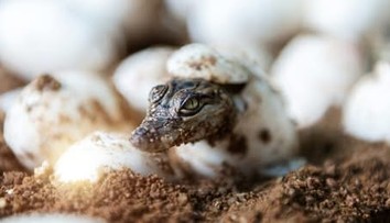 Skákali zo stromov ako leopardy. Unikátny objav odhalil život krokodílov spred 55 miliónov rokov