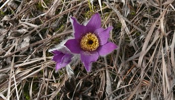 FOTO: Prírodu zmiatlo teplé februárové počasie. Kvetinky už vykvitli aj pod Tatrami