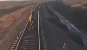 VIDEO: Vlak mal hodinové meškanie. Tvrdohlavé zviera odmietlo zísť z koľajníc