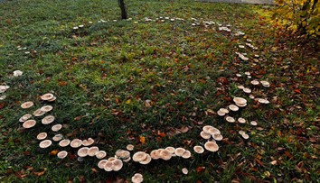 Pred domovom seniorov vyrástol „magický kruh“ z húb. Z kuriozity sa stala atrakcia