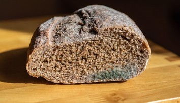 Vyhodiť či stačí odrezať? Odborníci vysvetľujú, ako naložiť s plesnivým jedlom
