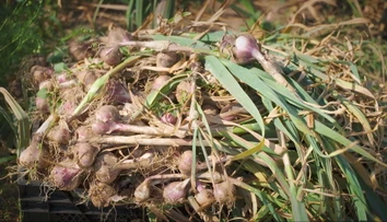 Lacný dovoz valcuje slovenský cesnak. Farmári ho chcú vrátiť späť do kuchýň netradičným spôsobom