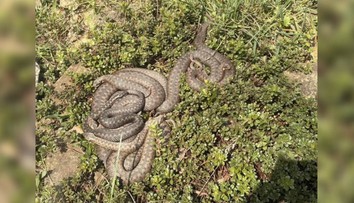 Žena odfotila klbko vreteníc pri Senici. Odborník tvrdí, že ak by to bola pravda, ide o nezvyčajný jav