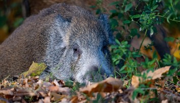 Nečakaný útok diviaka neďaleko Košíc. Mladík skončil na pohotovosti, zranená je aj matka