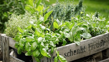 Je ideálny čas na výsev byliniek. Ako na to a ktoré si máte vybrať?