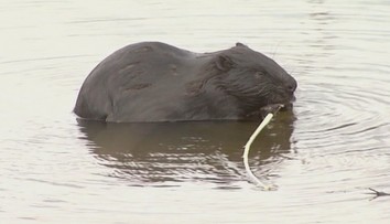 Na Zelenom plese v Tatrách sa udomácnil nezvyčajný návštevník