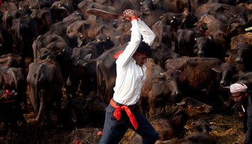 Drsné fotografie z najväčšieho obetovania zvierat na svete
