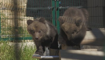 Bojnická zoo oznámila radostnú správu. Návštevníci zrejme konečne uvidia populárne medvieďatá