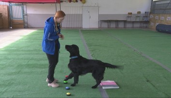 Pes, ktorý komunikuje slovami? Znie to ako sci-fi, no Slovenka Martina takého má