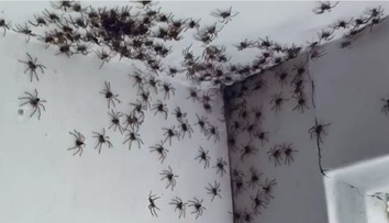 VIDEO: Žena pri vstupe do izby skoro omdlela. Po stene sa šplhali desiatky hrozivých pavúkov