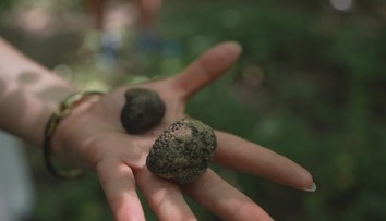 Zárobok, aký by ste nečakali: Tento druh huby môžete predať za stovky eur
