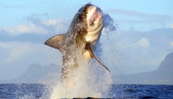 Po mesiacoch o sebe dal opäť vedieť. Pri pobreží Kanady sa objavil najväčší zaznamenaný samec žraloka modrého