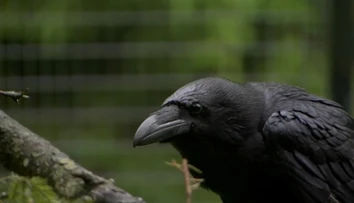 Útočí zákerným spôsobom a trúfne si aj na dospelú ovcu