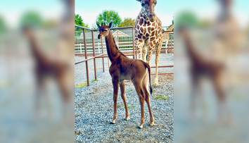 V ZOO sa narodila unikátna žirafa bez škvŕn. Zdá sa, že je jediná svojho druhu