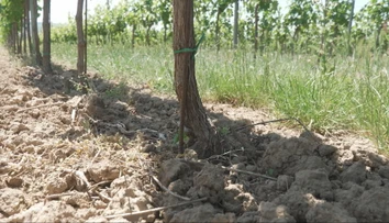Na dážď čakajú ako na spasenie. Vinohradníci z okolia Nových Zámkov už teraz vedia, že úroda bude slabšia