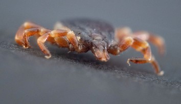 Niektoré kliešte za korisťou doslova bežia. Odborníci upozorňujú na nový problém